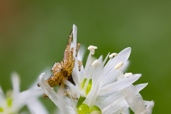 Spinne Name mir unbekannt, ABM 2:1 momente-der-schoepfung.ch