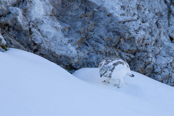Alpenscheehuhn, momente-der-schoepfung.ch
