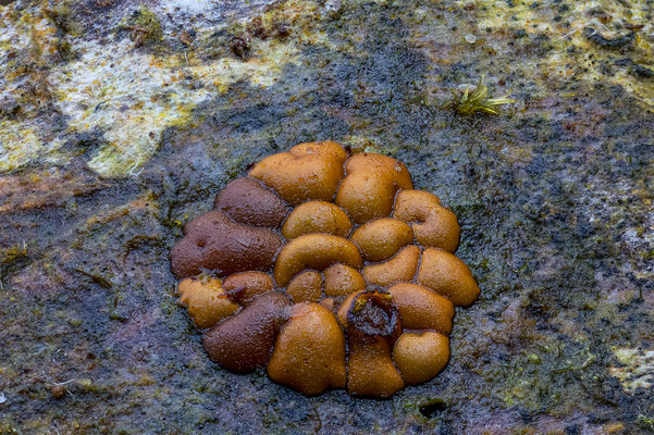Myxomyceten Schleimpilz, mit unbekannt, ABM3.5:1, momente-der-schoepfung.ch