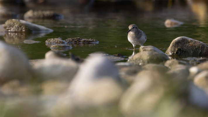 Temnikstrandläufer, momente-der-schoepfung.ch
