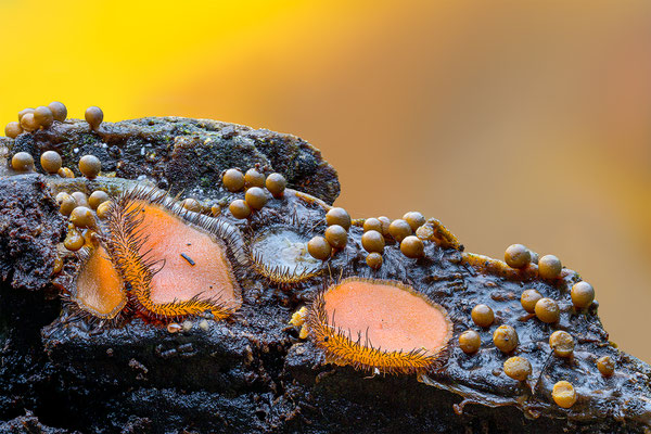 Borstling und Myxomyceten (Schleimpilze), ABM1:1, momente-der-schoepfung.ch