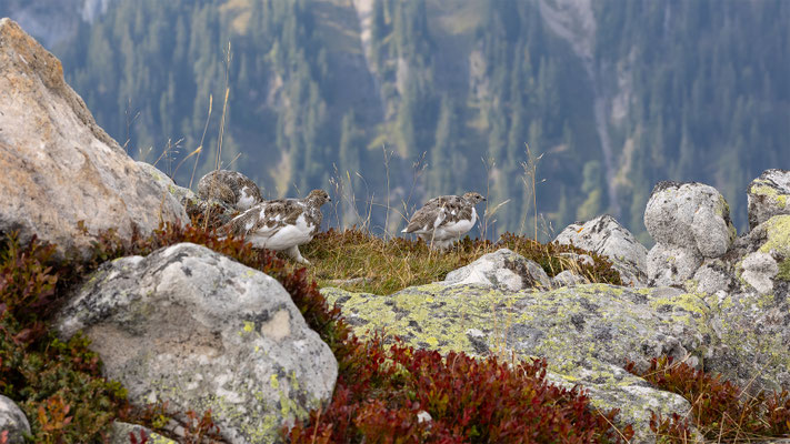 Alpenscheehuhn, momente-der-schoepfung.ch