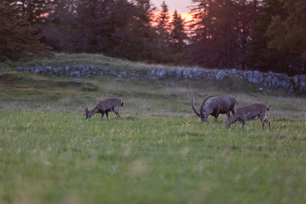 Alpensteinbock, momente-der-schoepfung.ch
