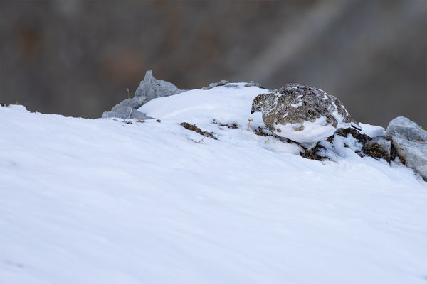 Alpenscheehuhn, momente-der-schoepfung.ch