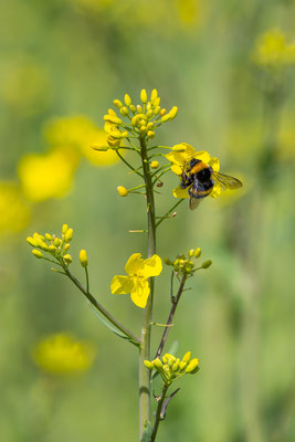 Hummel, momente-der-schoepfung.ch
