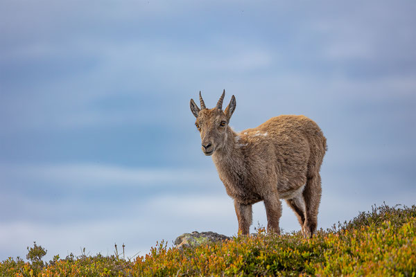 Alpensteinbock, momente-der-schoepfung.ch