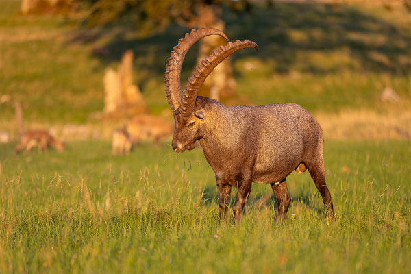 Alpensteinbock, momente-der-schoepfung.ch