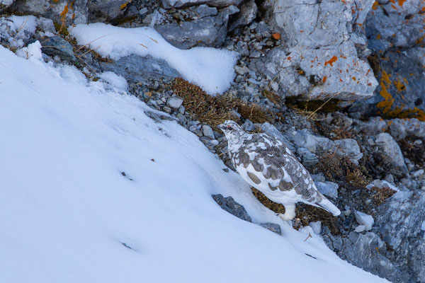 Alpenscheehuhn, momente-der-schoepfung.ch
