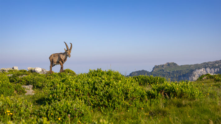 Alpensteinbock, momente-der-schoepfung.ch
