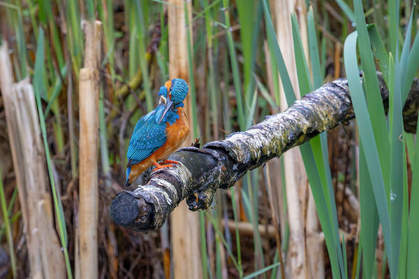 Eisvogel, momente-der-schoepfung.ch