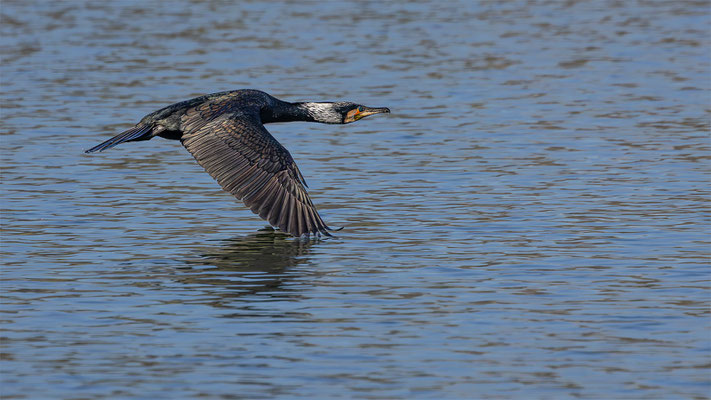 Kormoran, momente-der-schoepfung.ch