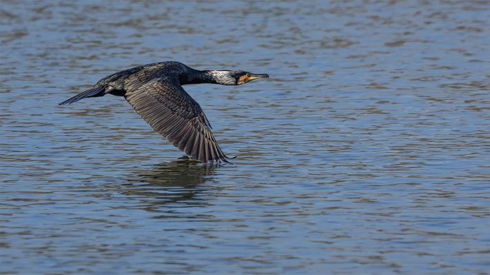 Kormoran, momente-der-schoepfung.ch