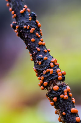 Myxomyceten Schleimpilz mir unbekannt, ABM1:1, momente-der-schoepfung.ch