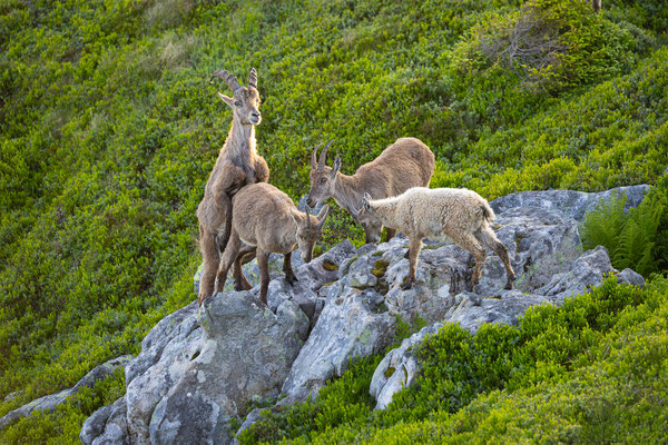 Alpensteinbock, momente-der-schoepfung.ch