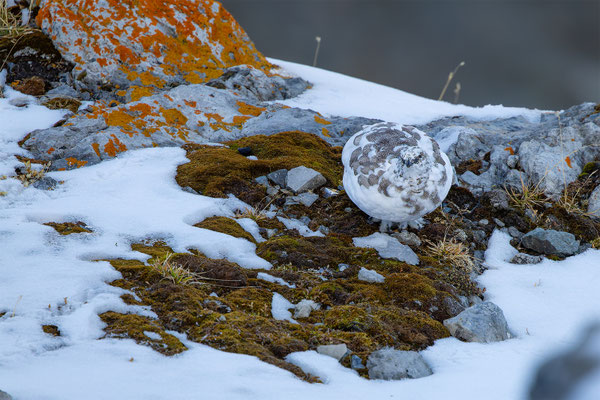 Alpenscheehuhn, momente-der-schoepfung.ch