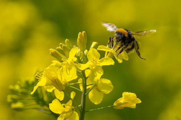 Hummel, momente-der-schoepfung.ch