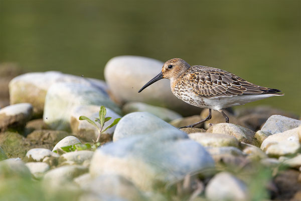 Alpenstrandläufer, momente-der-schoepfung.ch