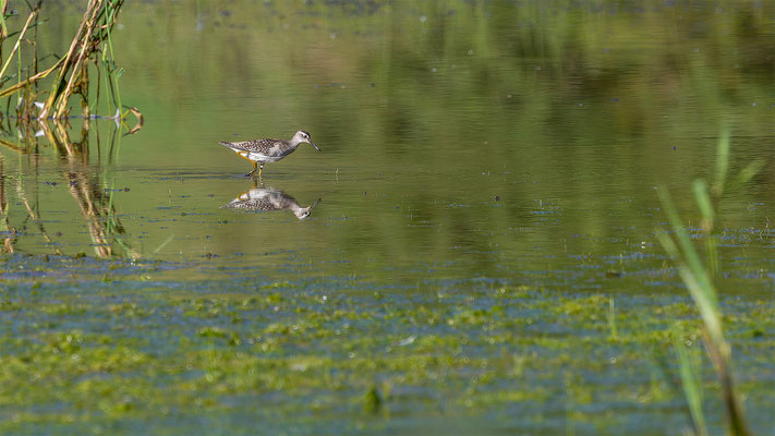 Bruchwasserläufer, momente-der-schoepfung.ch