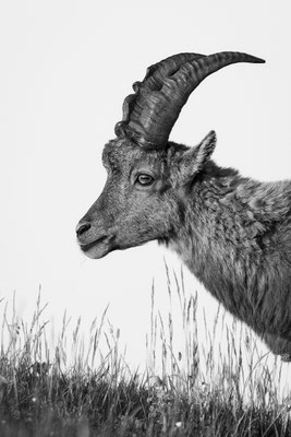 Alpensteinbock, momente-der-schoepfung.ch