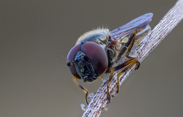 Fliege mir unbekannt, ABM 2:1, momente-der-schoepfung.ch