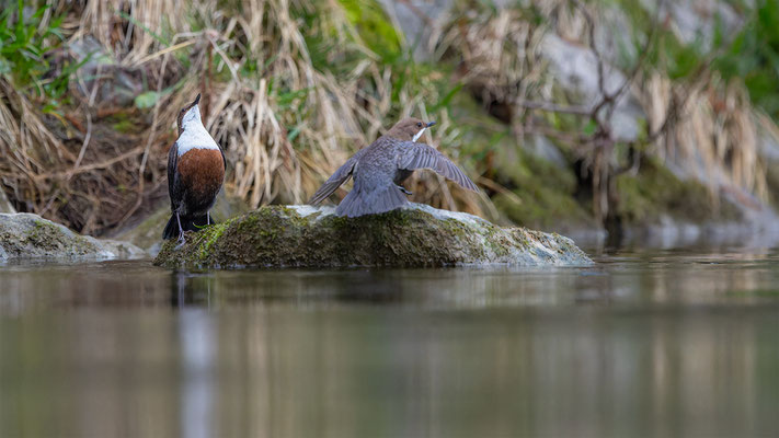 Wasseramsel, momente-der-schopfung.ch