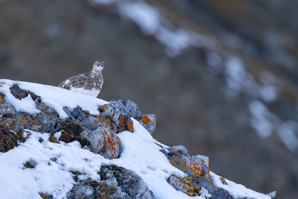 Alpenscheehuhn, momente-der-schoepfung.ch