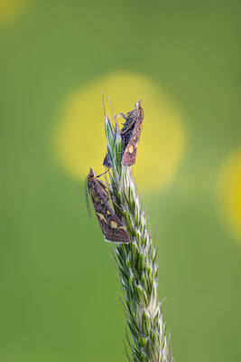 Purpuroten Zünsler, momente-der-schoepfung.ch