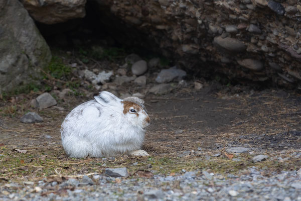 Schneehas Tierpakt Arth Goldau, momente-der-schoepfung.ch