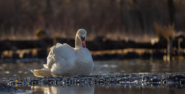 Höckerschwan, momente-der-schoepfung.ch