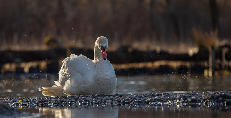 Höckerschwan, momente-der-schoepfung.ch