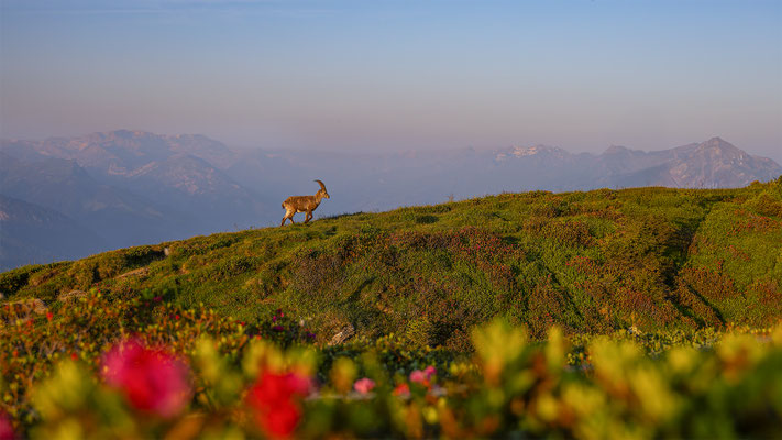 Alpensteinbock, momente-der-schoepfung.ch
