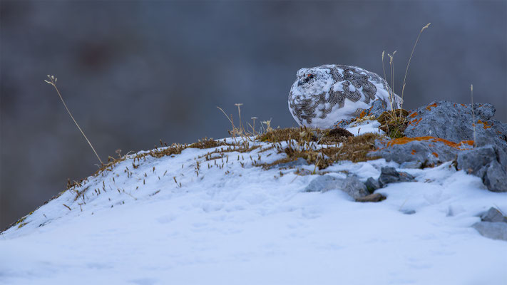 Alpenscheehuhn, momente-der-schoepfung.ch