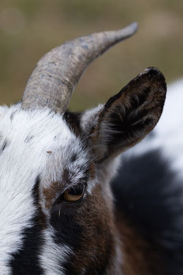 Zwergziege Tierpakt Arth Goldau, momente-der-schoepfung.ch