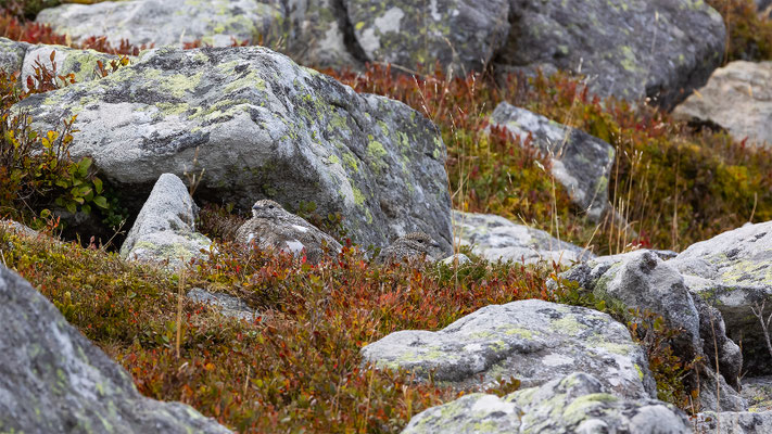 Alpenscheehuhn, momente-der-schoepfung.ch