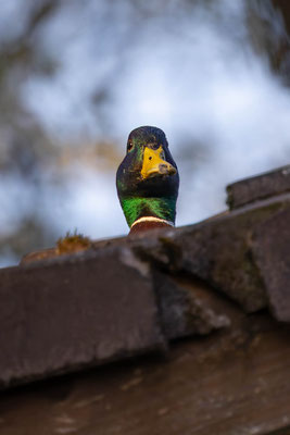 Stockente, momente-der-schoepfung.ch