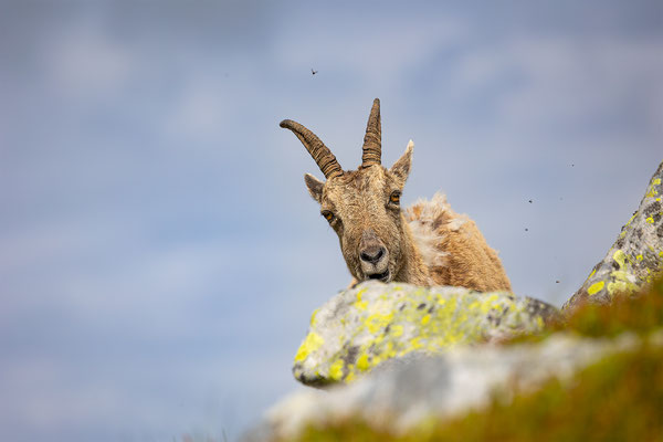 Alpensteinbock, momente-der-schoepfung.ch