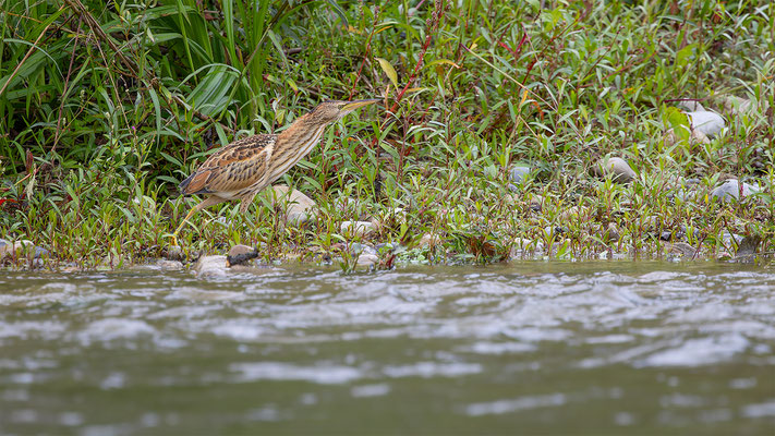 Zwergdommel, momente-der-schoepfung.ch