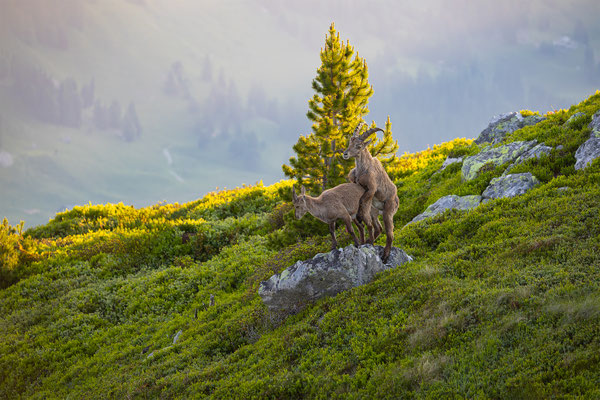 Alpensteinbock, momente-der-schoepfung.ch