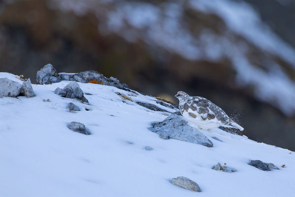 Alpenscheehuhn, momente-der-schoepfung.ch