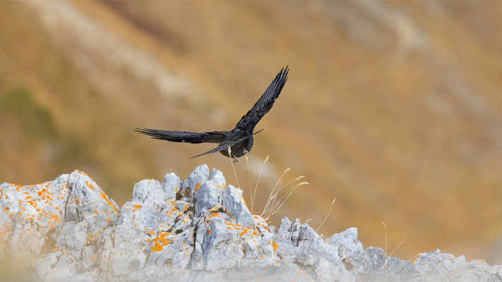 Alpendohle, momente-der-schoepfung.ch