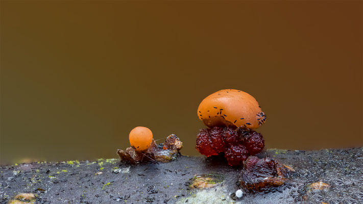 Myxomyceten Schleimpilz, ABM5:1, momente-der-schoepfung.ch
