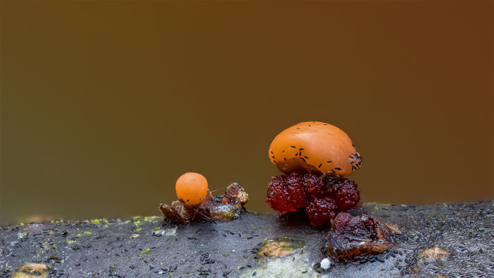Myxomyceten Schleimpilz, ABM5:1, momente-der-schoepfung.ch