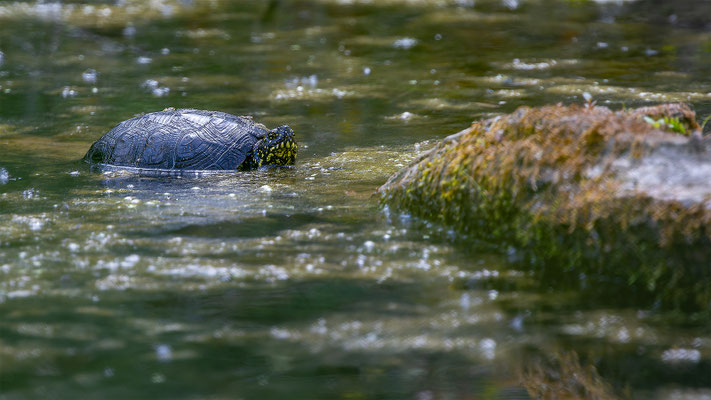 Europä. Schumpfschildkröte, momente-der-schoepfung.ch