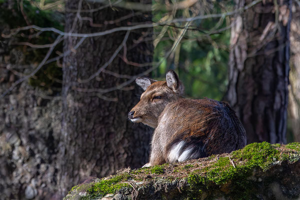 Mufflon, Tierpakt Arth Goldau, momente-der-schoepfung.ch