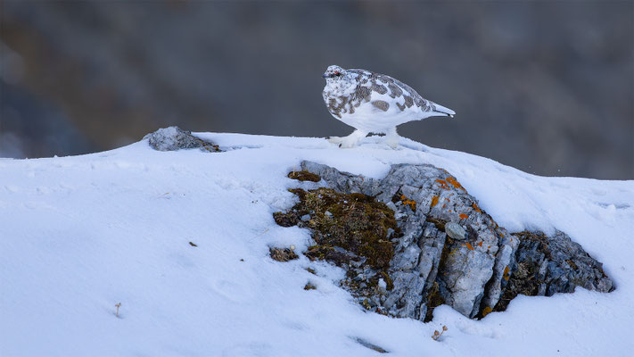 Alpenscheehuhn, momente-der-schoepfung.ch