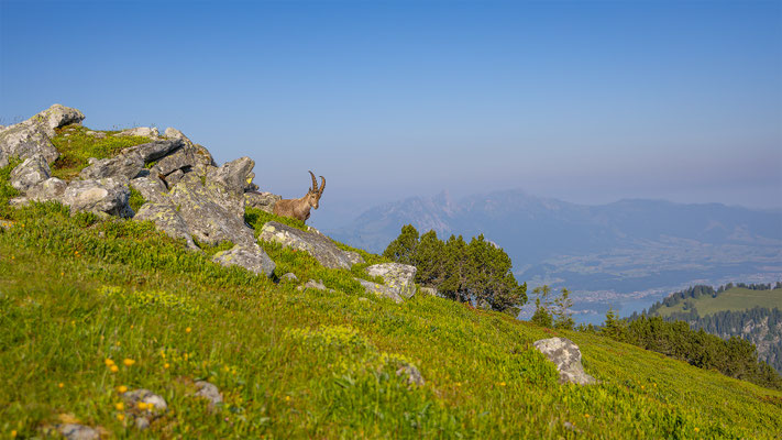 Alpensteinbock, momente-der-schoepfung.ch