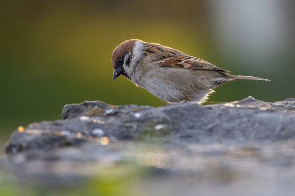 Feldspatz, momente-der-schoepfung.ch