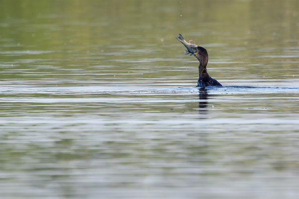 Kormoran, momente-der-schoepfung.ch