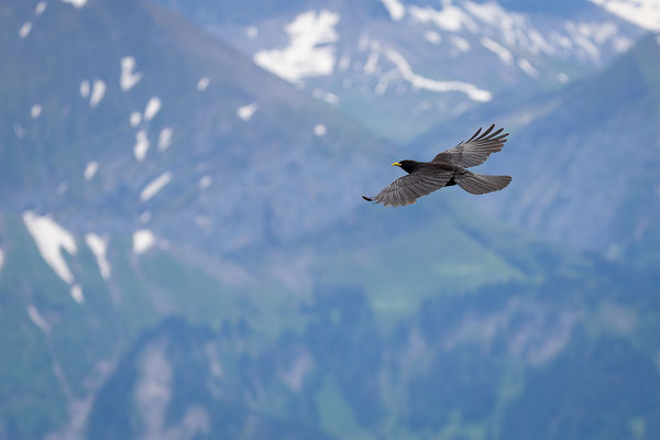 Alpendohle, momente-der-schoepfung.ch