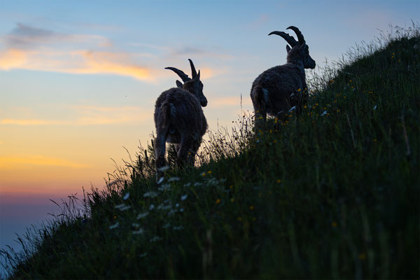 Alpensteinbock, momente-der-schoepfung.ch